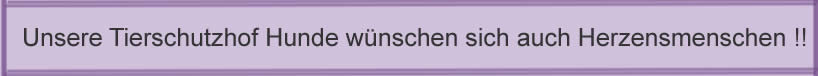 Unsere Tierschutzhof Hunde wünschen sich auf Herzensmenschen